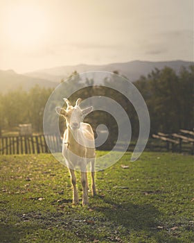 Biely koza portrét svetlo slnko zlatý hodina 