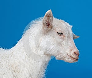 White goat - portrait