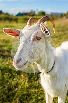 White goat portrait