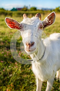 White goat portrait