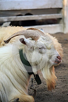 White goat portrait in zoo