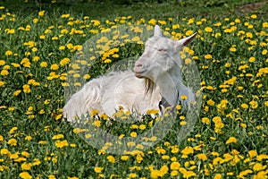 White goat resting in a clearing