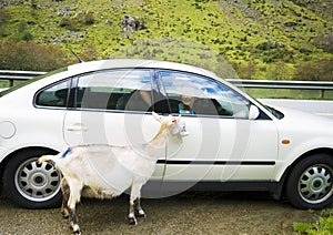 White goat at the roadside