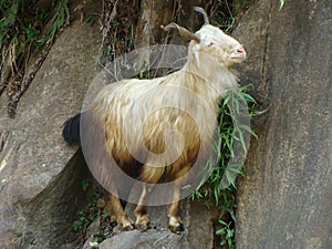 White goat on the rocks