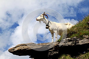White goat on the rocks in the Swiss mountains