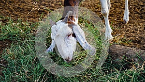 White Goat or sheep chewing green grass and tie with a shaft in Town. Near up of head and horns, Rustic india