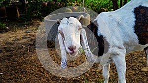 White Goat or sheep chewing green grass and tie with a shaft in Town. Near up of head and horns, Rustic india