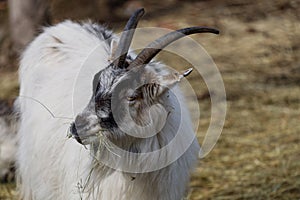 White goat shewing