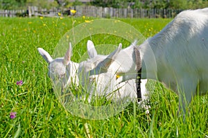 White goat and a small kid graze in a field of green grass. Bright sunny summer day. Domestic animals, farm.