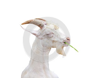 White goat standing closed eye and eating green grass with happy face isolated on white background ,clipping path,apra aegagrus photo