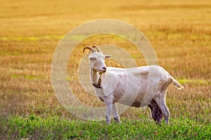 white goat stands on pasture on Sunny summer day with big milk udder and horns