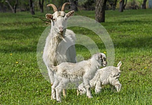 A white goat with two young goats stand on the green grass