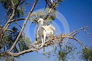 White goat up an acacia tree in Essaouira, Morocco