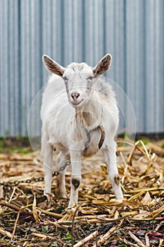 White goat at the village in a cornfield, goat on autumn grass, goat stands and looks at the camera