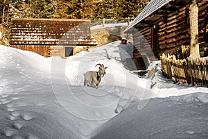 White goat walking in snow and wooden cottage in forest at background