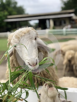 A white goat who is taking medicine happily on the farm.