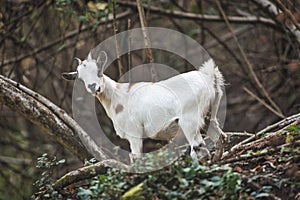 White goat in the woods
