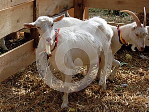 White goats