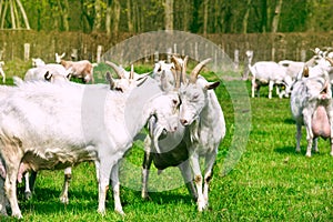 White goats in the countryside