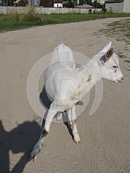 White goats dirt road, goats graze, domestic goats