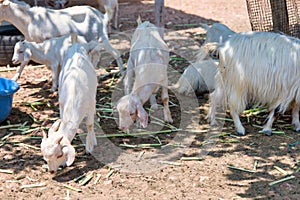 White goats in the farm Goat farm Goat in the farm