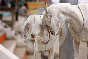 White goats in Ghats in Varanasi - India