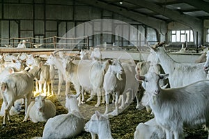 Livestock farming for goat milk dairy products