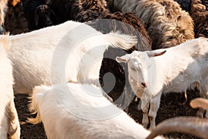 white goats grazing in sheep herd
