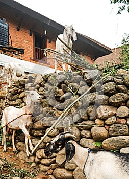 White goats grazing in the village