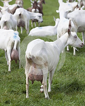 White goats in green grassy dutch meadow