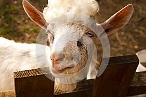 White goats in a meadow of a goat farm. White goats