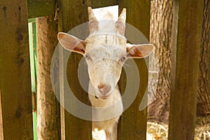 White goats in a meadow of a goat farm. White goats