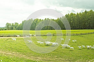 White goats in a meadow of a goat farm. White goats