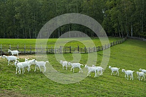 White goats in a meadow of a goat farm. White goats