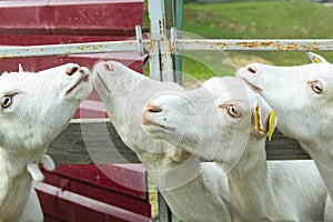 White goats in a meadow of a goat farm. White goats