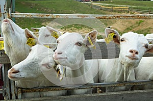 White goats in a meadow of a goat farm. White goats