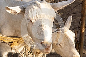 White goats in a meadow of a goat farm. White goats