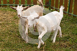 White goats in a meadow of a goat farm. White goats