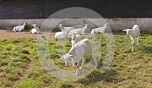 White goats in meadow near barn on goat farm in the netherlands near woudenberg and utrecht