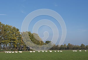 White goats in meadow near barn in the netherlands near Woudenberg