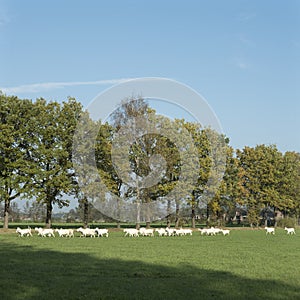 White goats in meadow near barn in the netherlands near Woudenberg