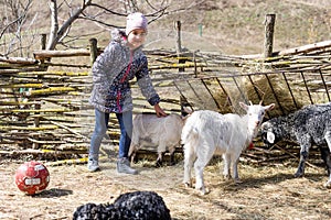 White goats and sheep on a farm.