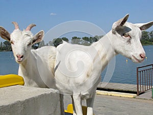 White goats in a stadion near water, goats graze, domestic goats