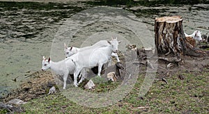 white goats walk near the stump on a lake in Tina