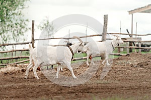 White goats walking in an enclosure