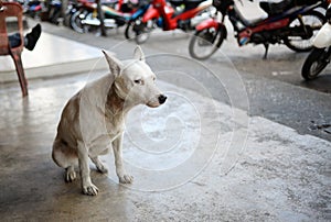 A white god is sitting on the street