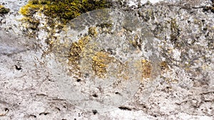 White and gold background with the texture of natural travertine stone, covered with moss and lichen. Natural stone background