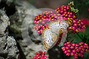 white and gold butterfly In for a landing