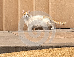 A white and gold cat, alertly checking it`s surroundings in Fort Worth, Texas. photo