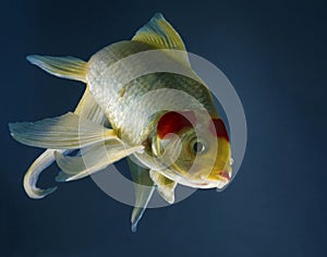White and gold colored pet fish swimming
